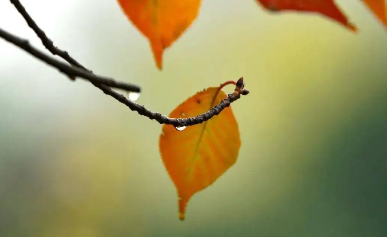 Quale stile di occhiali indosserete in autunno?